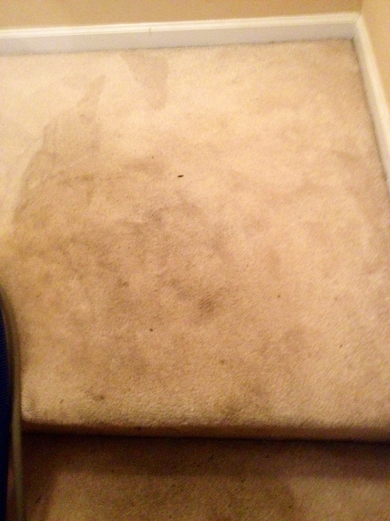Carpet cleaningn Before